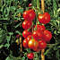 Tomatplante