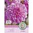 Claus Dalby Dahlia Garden Sensation