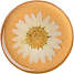PopSockets Swappable PopGrip - Pressed Flower White Daisy