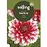Salling blomsterløg - Dahlia Musette