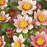 Salling blomsterløg - Dahlia Topmix Salmon