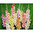 Salling blomsterløg 25 stk. - gladiolus pastel mixed