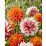 Salling blomsterløg 2 stk. - dahlia orange army blend