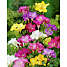 Løgplante - freesia mix