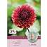 Claus Dalby Dahlia Copperboy