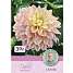 Claus Dalby Dahlia Mondriaan