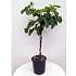Figentræ - Ficus Caricia