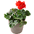 Pelargonie, 11 cm potte