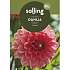 Salling blomsterløg Dahlia Orange Gril