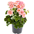 Pelargonie, 12 cm potte