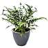 Havebregne, Dryopteris Sp., 19 cm potte
