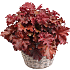 Alunrod, Heuchera, 23 cm potte