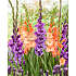 Salling blomsterløg Gladiolus