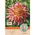 Claus Dalby Dahlia Omega