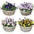 Stedmoderblomster, Viola, 25 cm kurv