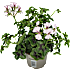 Hængepelargonie, 10,5 cm potte