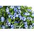 Forglemmigej, Myosotis, 12 cm potte
