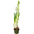 Løgplante 9 cm potte - flere varianter - assorteret