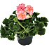 Pelargonie, 12 cm potte