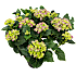 Hortensia, Hydrangea macrophylla, 23 cm potte
