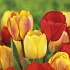 Tulipan i 10,5 cm potte