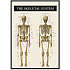 Skelettet 2 - 70x100 cm