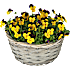 Stedmoderblomster, Viola, 25 cm kurv