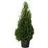 Thuja, Occidentalis smaragd, 21 cm potte