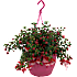 Ampelplanter, 21 cm potte