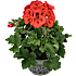 Engelsk pelargonie, 12 cm potte
