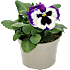 Stedmoder, Viola, 9 cm potte