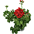 Hængepelargonie, 10,5 cm potte