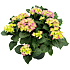 Hortensia, Hydrangea macrophylla, 23 cm potte