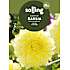 Salling blomsterløg Dahlia - Kelvin Floodlight