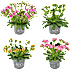 Porcelænsblomst - flere varianter - assorteret