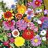 Salling frøblanding Blomstereng - snitblomster
