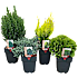 Stedsegrønne planter, coniferen mix, 17 cm potte