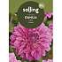 Salling blomsterløg Dahlia Sandra