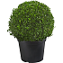 Buksbom kugle, Buxus sempervirens, 26 cm potte