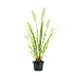 Pampasgræs, Cortaderia Pumilla, 28 cm potte