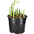 Påskelilje, 21 cm potte