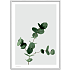 Eucalyptus - 50x70 cm