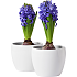 Hyacint, Hyacinthius orientalis, 8 cm potte.