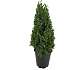 Buksbom, Buxux sempervirens pyramide, 23 cm potte