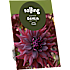 Salling blomsterløg Dahlia Brigitta Alida
