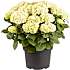 Hortensia, Hydrangea Macrophylla, 29 cm potte