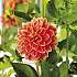 Claus Dalby Dahlia Maxime