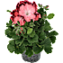 Engelsk pelargonie, 12 cm potte