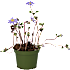 Løgplante 9 cm potte - flere varianter - assorteret