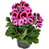 Engelsk pelargonie, 12 cm potte